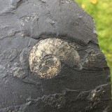 Lytoceras